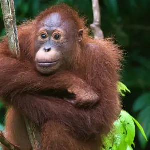 Explore Borneo Family Wildlife Adventure for 12 days with Exodus Adventure Travels and discover unforgettable experiences - Photo 3