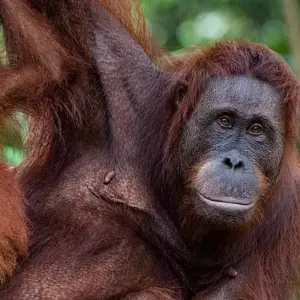 Explore Borneo Family Wildlife Adventure for 12 days with Exodus Adventure Travels and discover unforgettable experiences - Photo 5