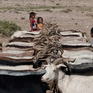 Explore Cycling in Mongolia for 15 days with Exodus Adventure Travels and discover unforgettable experiences - Photo 4