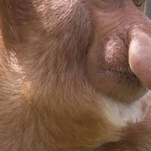 Explore Borneo Family Wildlife Adventure for 12 days with Exodus Adventure Travels and discover unforgettable experiences - Photo 8