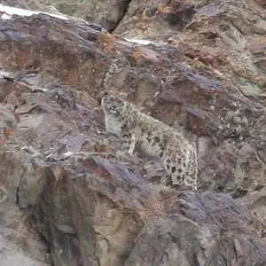 Explore Search for Snow Leopards with Valerie Parkinson for 14 days with Exodus Adventure Travels and discover unforgettable experiences - Photo 3