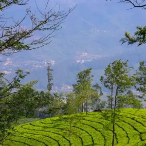 Explore Spice Trails of Kerala for 15 days with Exodus Adventure Travels and discover unforgettable experiences - Photo 6
