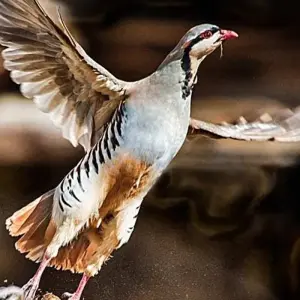 Explore Search for Snow Leopards with Valerie Parkinson for 14 days with Exodus Adventure Travels and discover unforgettable experiences - Photo 9