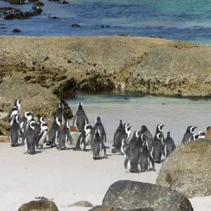 Explore Cape Town & the Garden Route for 12 days with Exodus Adventure Travels and discover unforgettable experiences - Photo 3