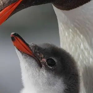 Explore Antarctic Express: Crossing the Circle, Operated by Quark for 11 days with Exodus Adventure Travels and discover unforgettable experiences - Photo 3