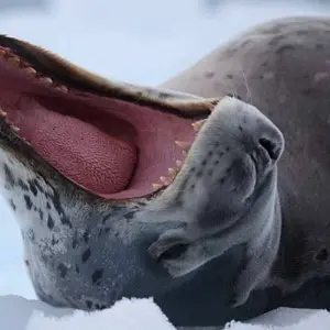 Explore Antarctic Express: Crossing the Circle, Operated by Quark for 11 days with Exodus Adventure Travels and discover unforgettable experiences - Photo 5