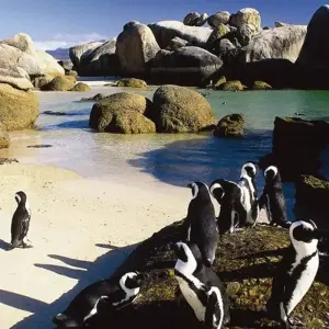 Explore Cape Town & the Garden Route for 12 days with Exodus Adventure Travels and discover unforgettable experiences - Photo 7