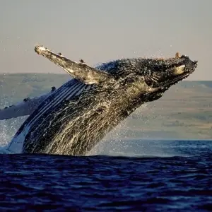 Explore Cape Town & the Garden Route for 12 days with Exodus Adventure Travels and discover unforgettable experiences - Photo 8