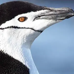 Explore Antarctic Express: Crossing the Circle, Operated by Quark for 11 days with Exodus Adventure Travels and discover unforgettable experiences - Photo 9