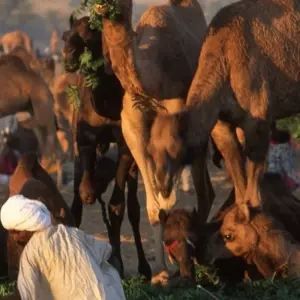 Explore Colours of Rajasthan - Pushkar Festival for 13 days with Exodus Adventure Travels and discover unforgettable experiences - Photo 5