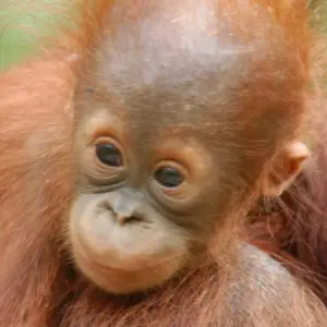 Explore Primates & Dragons of Indonesia for 14 days with Exodus Adventure Travels and discover unforgettable experiences - Photo 2