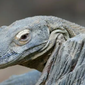 Explore Primates & Dragons of Indonesia for 14 days with Exodus Adventure Travels and discover unforgettable experiences - Photo 4