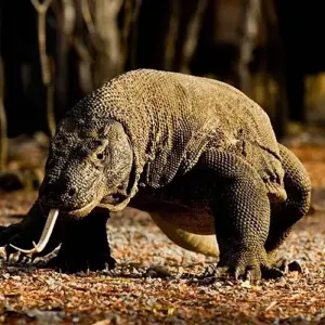 Explore Primates & Dragons of Indonesia for 14 days with Exodus Adventure Travels and discover unforgettable experiences - Photo 6