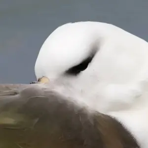 Explore Epic Antarctica: Falklands, South Georgia & Antarctic Circle Crossing via Buenos Aires, Operated by Quark for 23 days with Exodus Adventure Travels and discover unforgettable experiences - Photo 3