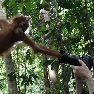 Explore Primates & Dragons of Indonesia for 14 days with Exodus Adventure Travels and discover unforgettable experiences - Photo 9