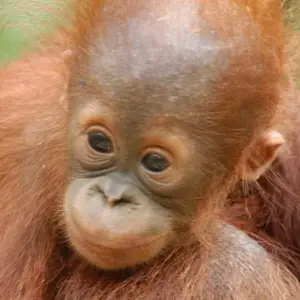 Explore Primates & Dragons of Indonesia for 14 days with Exodus Adventure Travels and discover unforgettable experiences - Photo 10