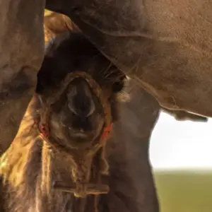Explore Mongolia: Steppes, Deserts & Nomads - Naadam Festival for 15 days with Exodus Adventure Travels and discover unforgettable experiences - Photo 8
