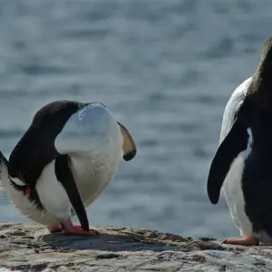 Explore Epic Antarctica: Falklands, South Georgia & Antarctic Circle Crossing via Buenos Aires, Operated by Quark for 23 days with Exodus Adventure Travels and discover unforgettable experiences - Photo 7