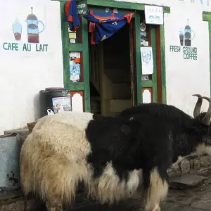 Explore Everest Base Camp Trek - Expedition Departures for 18 days with Exodus Adventure Travels and discover unforgettable experiences - Photo 10