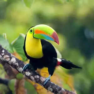Explore Discover Costa Rica - with Dominical (including San Jose) for 15 days with Exodus Adventure Travels and discover unforgettable experiences - Photo 9