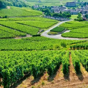 Explore Loire Valley: Walks, Wine &amp; Chateaux for 7 days with Exodus Adventure Travels and discover unforgettable experiences - Photo 8