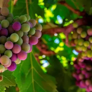 Explore Loire Valley: Walks, Wine &amp; Chateaux for 7 days with Exodus Adventure Travels and discover unforgettable experiences - Photo 11