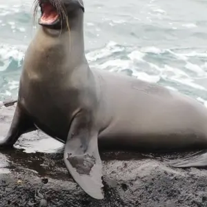 Explore Galapagos Voyage: Pirates & Darwin - Premium Adventure for 9 days with Exodus Adventure Travels and discover unforgettable experiences - Photo 4