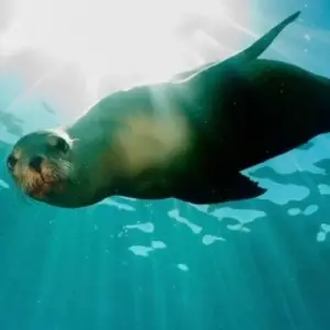 Explore Galapagos Voyage: Pirates & Darwin - Premium Adventure for 9 days with Exodus Adventure Travels and discover unforgettable experiences - Photo 5