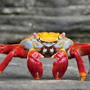 Explore Galapagos Voyage: Pirates & Darwin - Premium Adventure for 9 days with Exodus Adventure Travels and discover unforgettable experiences - Photo 6