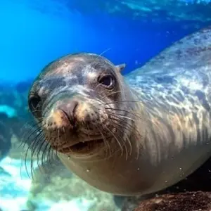 Explore Galapagos Voyage: Pirates & Darwin - Premium Adventure for 9 days with Exodus Adventure Travels and discover unforgettable experiences - Photo 10