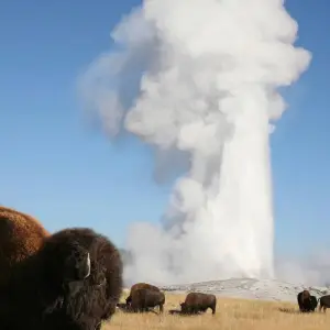 Explore Yellowstone Wildlife Trails - Camping for 12 days with Exodus Adventure Travels and discover unforgettable experiences - Photo 5