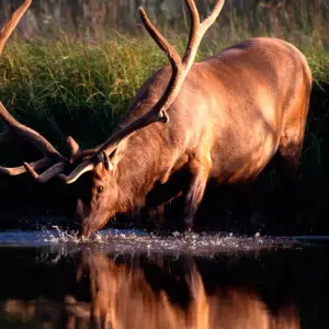 Explore Yellowstone Wildlife Trails - Camping for 12 days with Exodus Adventure Travels and discover unforgettable experiences - Photo 6