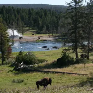 Explore Yellowstone Wildlife Trails - Camping for 12 days with Exodus Adventure Travels and discover unforgettable experiences - Photo 7