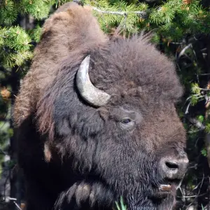 Explore Yellowstone Wildlife Trails - Camping for 12 days with Exodus Adventure Travels and discover unforgettable experiences - Photo 8