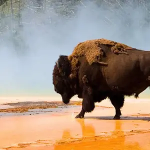 Explore Yellowstone Wildlife Trails - Camping for 12 days with Exodus Adventure Travels and discover unforgettable experiences - Photo 11
