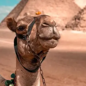 Explore Giza Pyramids and Sphinx & covering the whole area of Giza for 1 days with Experience Egypt Tours and discover unforgettable experiences - Photo 6
