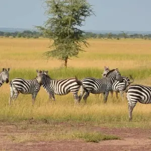 Explore Group Joining 4-Day | 3-Nights in Tanzania for 4 days with Expeditions Gateways and discover unforgettable experiences - Photo 2