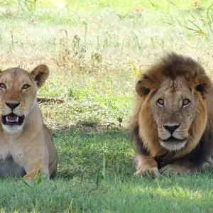 Explore Group Joining 4-Day | 3-Nights in Tanzania for 4 days with Expeditions Gateways and discover unforgettable experiences - Photo 7