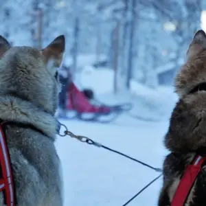 Explore Finland  Highlights & Arctic Adventure with Northern Lights & Glass Igloo for 7 days with Expeditions Gateways and discover unforgettable experiences - Photo 7