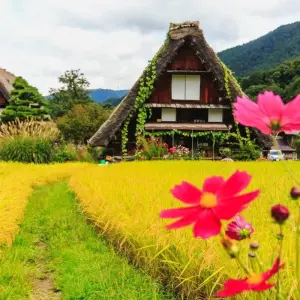 Explore Japan Cultural  Highlights for 15 days with Expeditions Gateways and discover unforgettable experiences - Photo 5