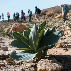 Explore Dana to Petra trek ( 5 day hiking) for 5 days with Experience Jordan and discover unforgettable experiences - Photo 8