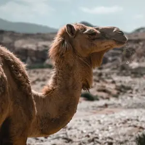 Explore Petra to Wadi Rum Trek for 6 days with Experience Jordan and discover unforgettable experiences - Photo 9