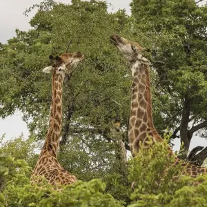 Explore Kruger Safari And The Panorama Route for 6 days with Expat Explore Travel and discover unforgettable experiences - Photo 2