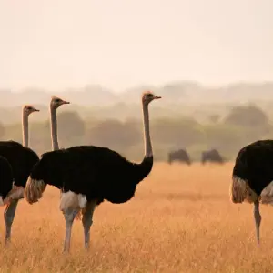 Explore South African Escape for 14 days with Expat Explore Travel and discover unforgettable experiences - Photo 4