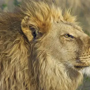 Explore Kruger Safari And The Panorama Route for 6 days with Expat Explore Travel and discover unforgettable experiences - Photo 4