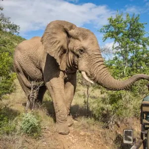 Explore Kruger Safari And The Panorama Route for 6 days with Expat Explore Travel and discover unforgettable experiences - Photo 5