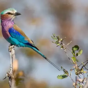 Explore Kruger Safari And The Panorama Route for 6 days with Expat Explore Travel and discover unforgettable experiences - Photo 6