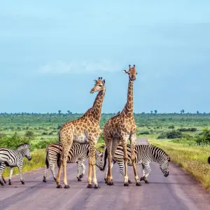 Explore Kruger Safari And The Panorama Route for 6 days with Expat Explore Travel and discover unforgettable experiences - Photo 8