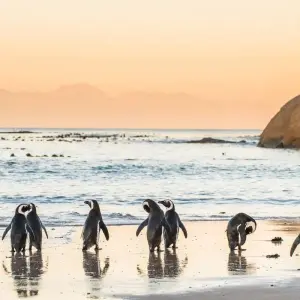 Explore Cape Town and the Garden Route for 9 days with Expat Explore Travel and discover unforgettable experiences - Photo 6