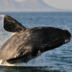 Explore Cape Town and the Garden Route for 9 days with Expat Explore Travel and discover unforgettable experiences - Photo 8